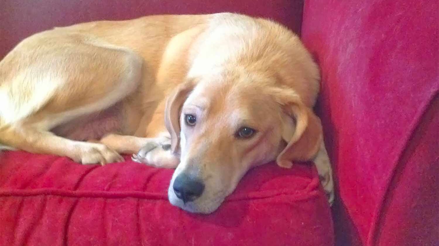 yellow dog on a red couch